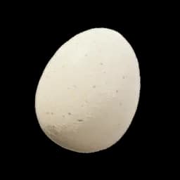 Egg